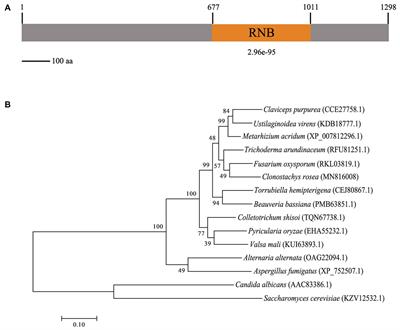 Cell Wall Biogenesis Protein Phosphatase CrSsd1 Is Required for Conidiation, Cell Wall Integrity, and Mycoparasitism in Clonostachys rosea